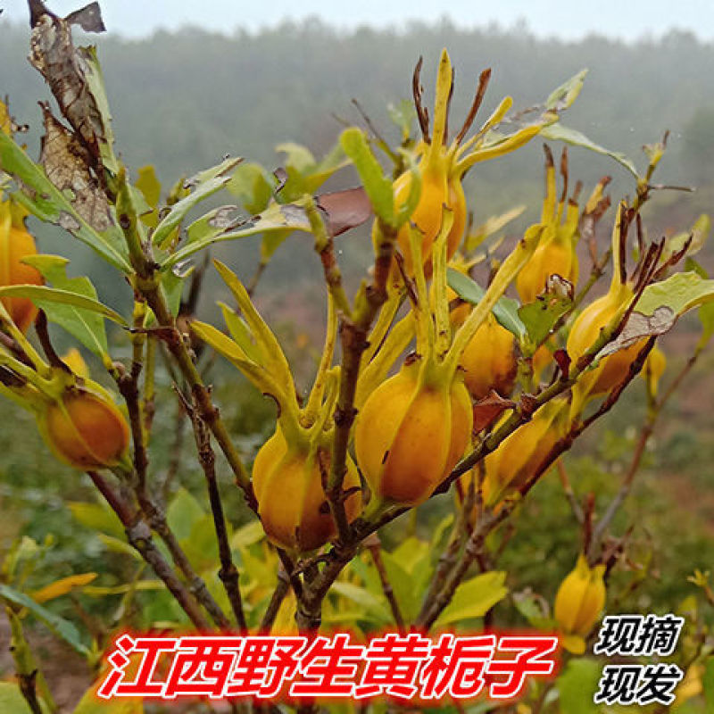 江西野生新鲜栀子黄栀子山栀子泡茶卤肉上色现摘现发5