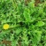 野生蒲公英种子的种籽种植婆婆丁浦公英四季盆栽食用蔬菜野菜