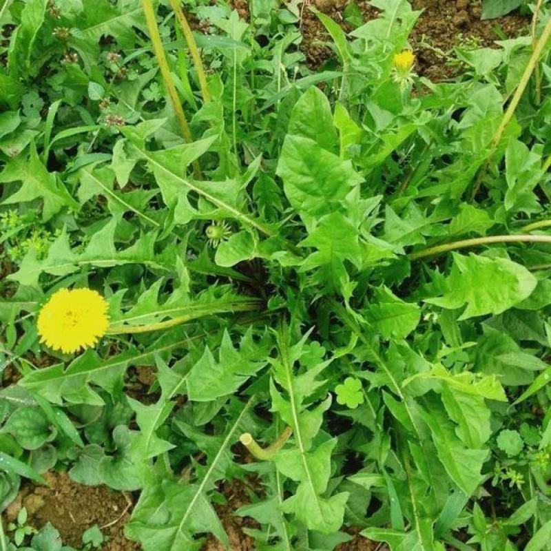野生蒲公英种子的种籽种植婆婆丁浦公英四季盆栽食用蔬菜野菜
