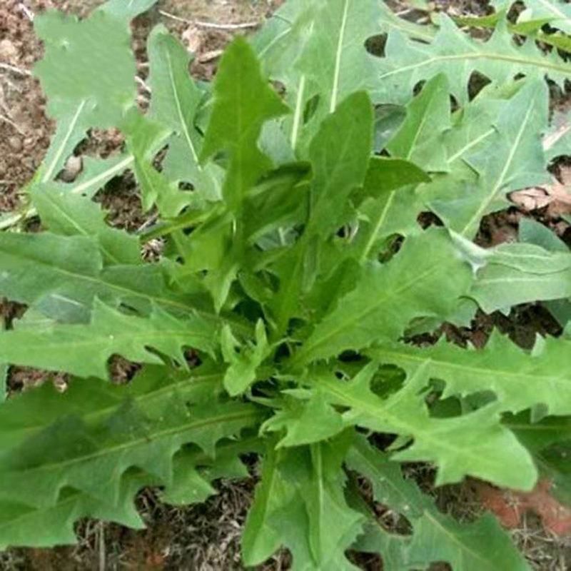野生蒲公英种子的种籽种植婆婆丁浦公英四季盆栽食用蔬菜野菜