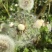 野生蒲公英种子的种籽种植婆婆丁浦公英四季盆栽食用蔬菜野菜