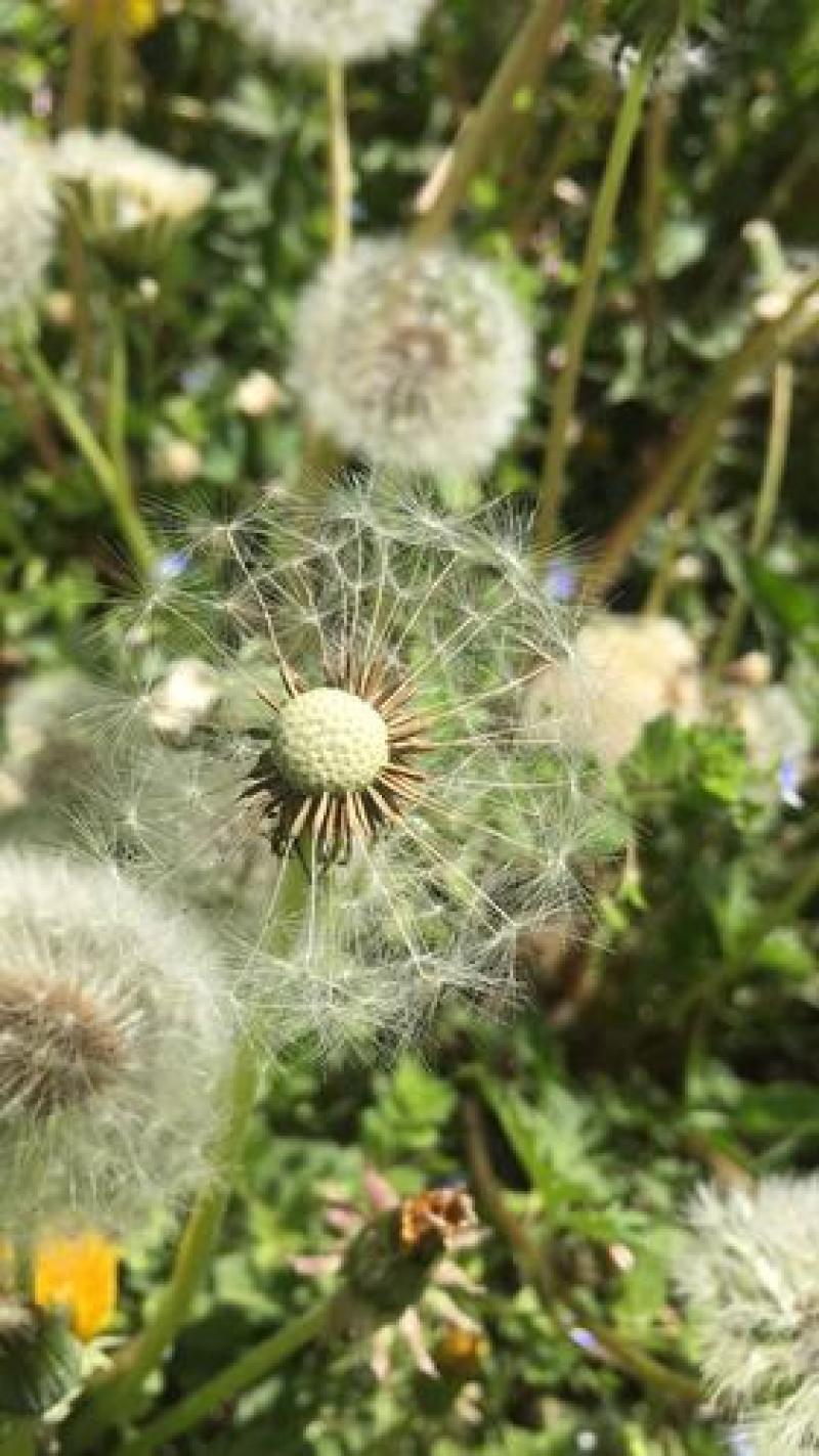 野生蒲公英种子的种籽种植婆婆丁浦公英四季盆栽食用蔬菜野菜