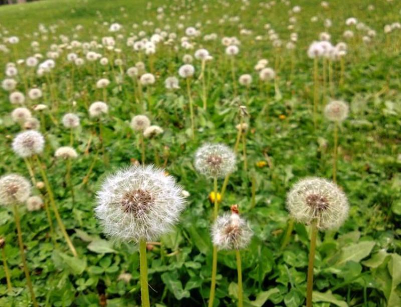 野生蒲公英种子的种籽种植婆婆丁浦公英四季盆栽食用蔬菜野菜