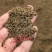 野生蒲公英种子的种籽种植婆婆丁浦公英四季盆栽食用蔬菜野菜
