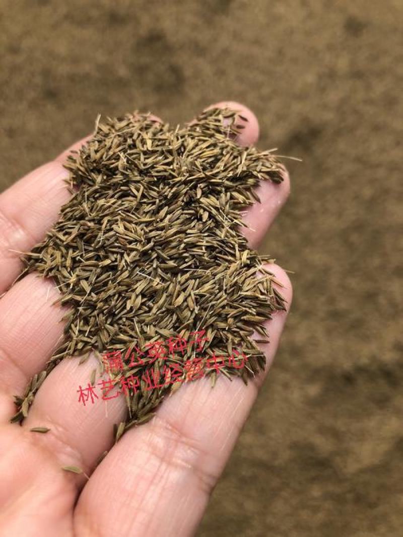 野生蒲公英种子的种籽种植婆婆丁浦公英四季盆栽食用蔬菜野菜
