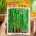 农望辛香808丰产型线椒种子皮薄质脆鲜食加工皆宜