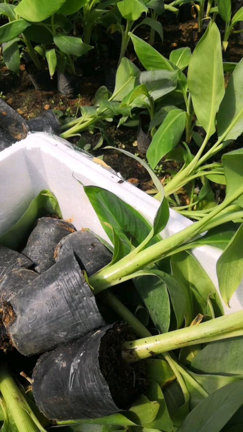 香蕉苗，桂蕉一号香蕉苗产地直销。价格实惠。欢迎咨询订购。