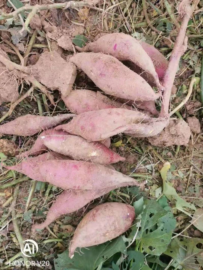 沙土地种植日本进口高端品种玛莎莉红薯，果型漂亮，价格美丽