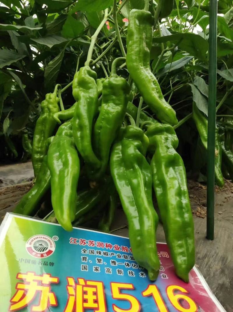 苏润大椒特大果牛角椒种子高产抗病辣椒种子微辣