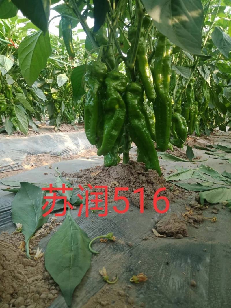 苏润大椒特大果牛角椒种子高产抗病辣椒种子微辣