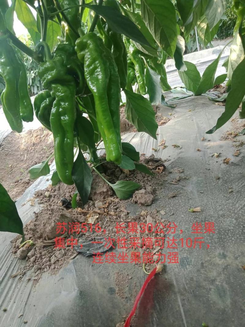 苏润大椒特大果牛角椒种子高产抗病辣椒种子微辣