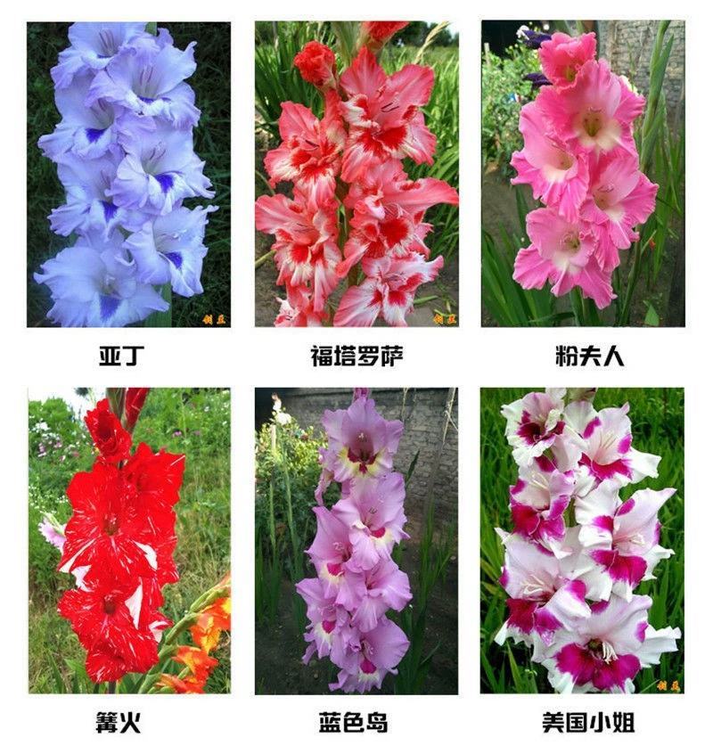 进口剑兰四季种植唐菖蒲球根植物室内外易活花种球