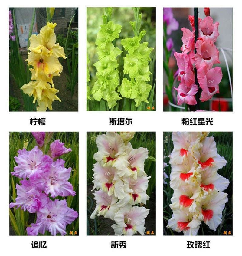 进口剑兰四季种植唐菖蒲球根植物室内外易活花种球