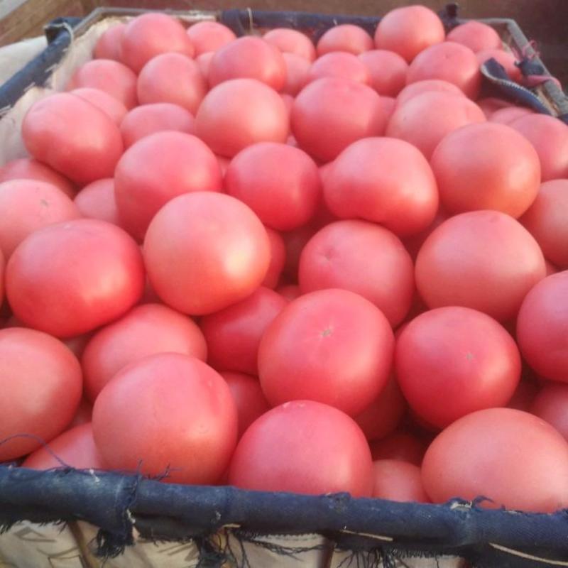 山东费县硬粉西红柿大量上市，需要老板随时下单，大量有货