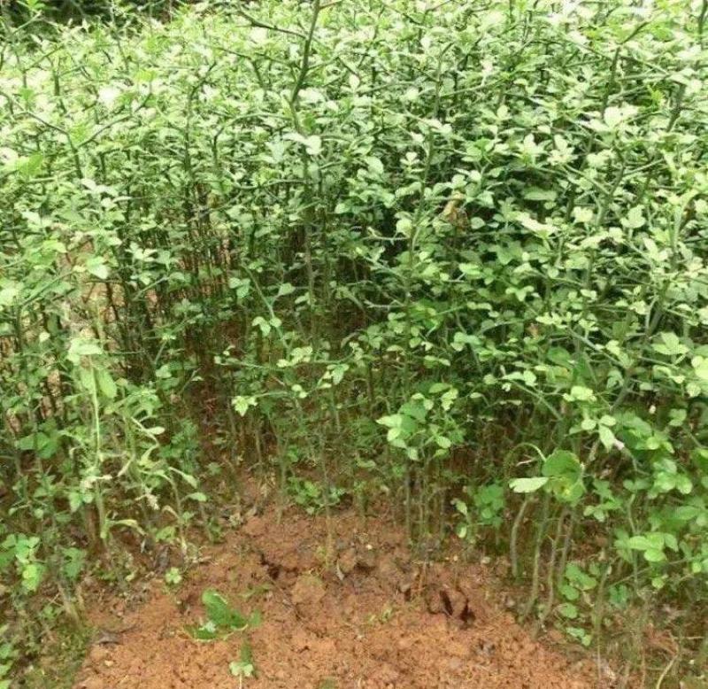 新采枸橘种子枳壳种子枸桔积壳籽橘子红橘种子嫁接砖木带刺篱