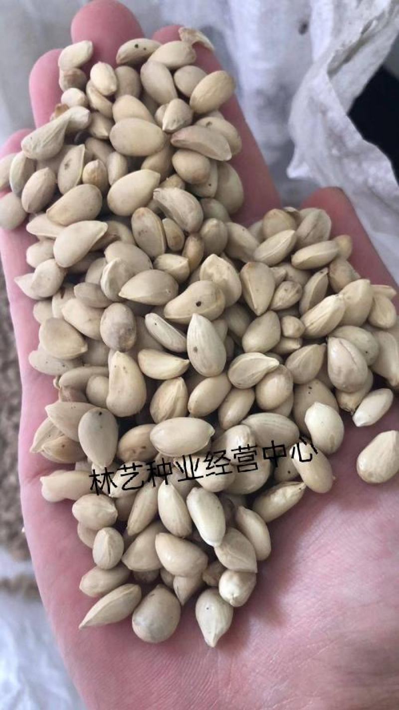 新采枸橘种子枳壳种子枸桔积壳籽橘子红橘种子嫁接砖木带刺篱