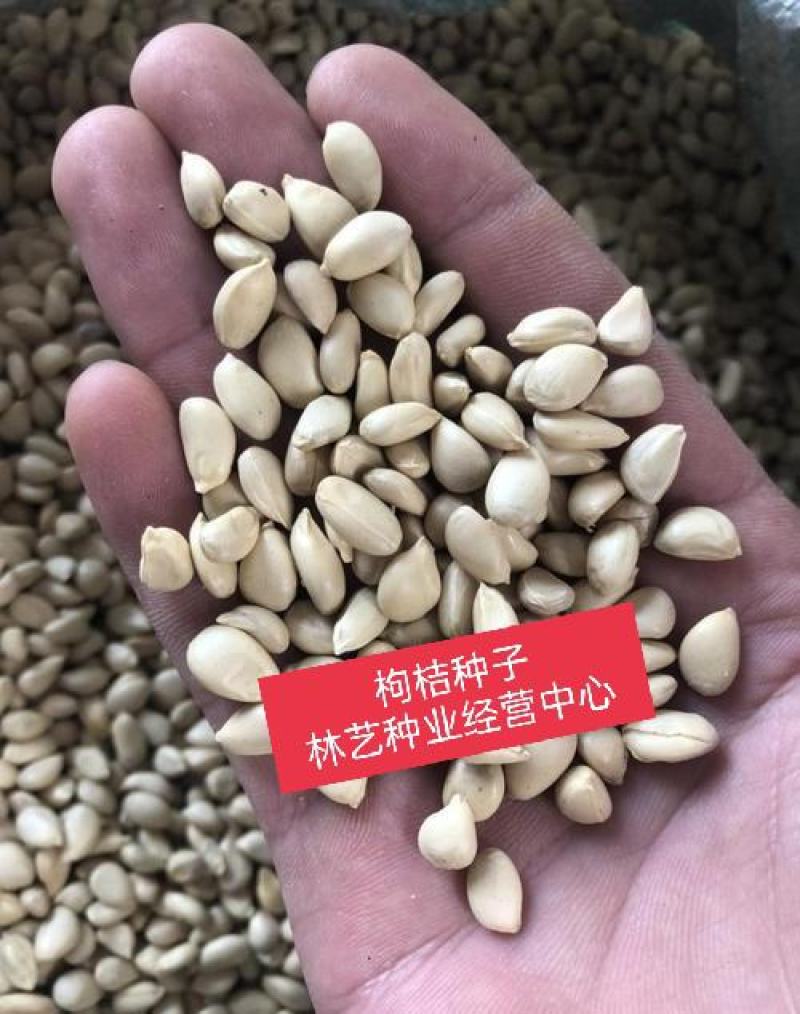 新采枸橘种子枳壳种子枸桔积壳籽橘子红橘种子嫁接砖木带刺篱
