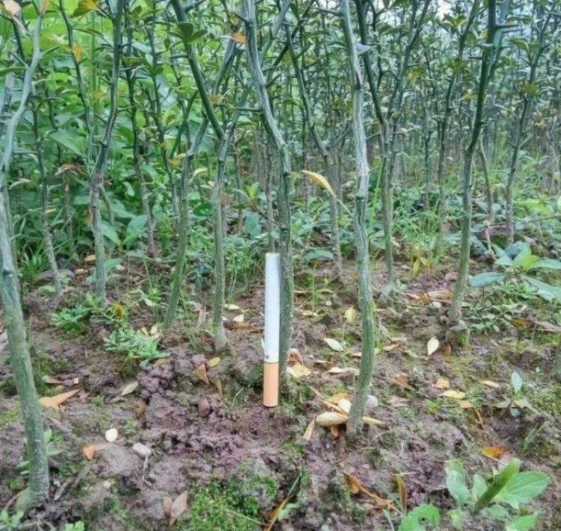 新采枸橘种子枳壳种子枸桔积壳籽橘子红橘种子嫁接砖木带刺篱