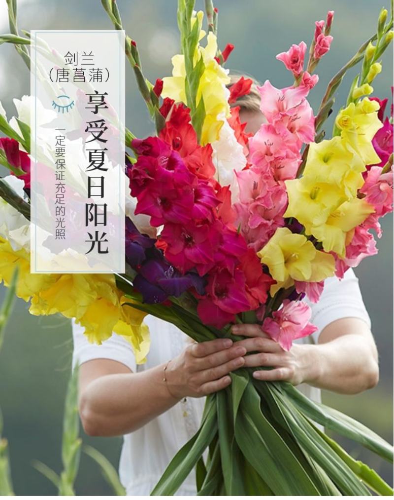进口剑兰四季种植唐菖蒲球根植物室内外易活花种球