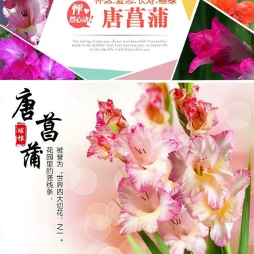 进口剑兰四季种植唐菖蒲球根植物室内外易活花种球