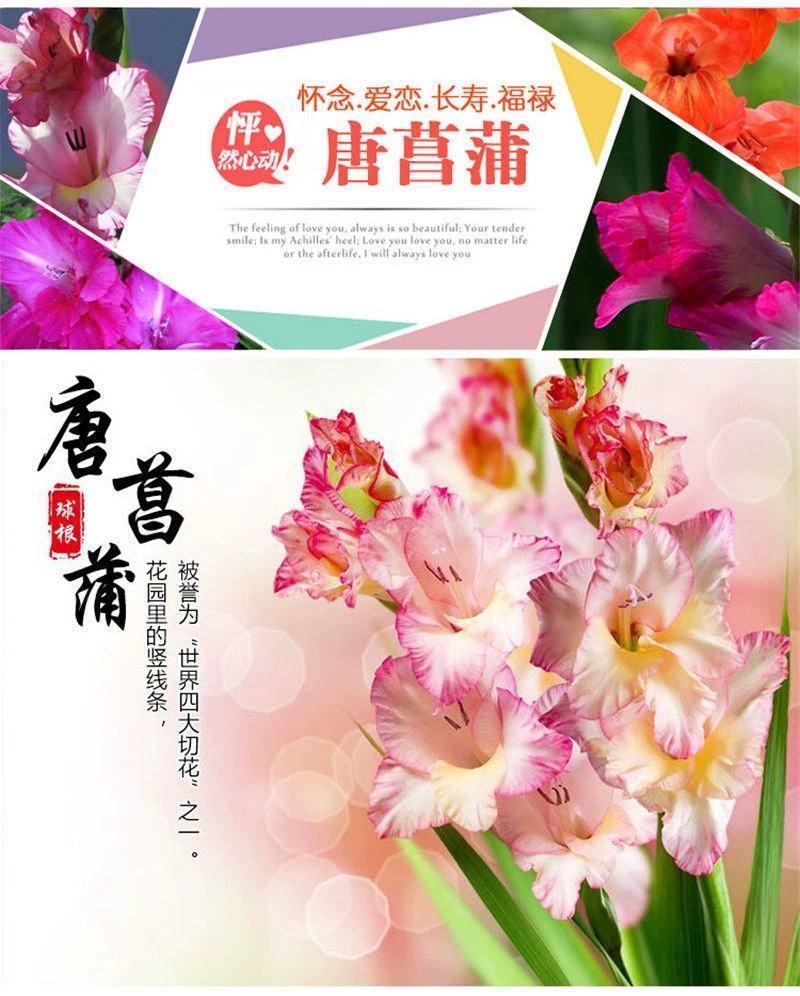 进口剑兰四季种植唐菖蒲球根植物室内外易活花种球