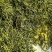 杜仲雄花花粉多新货农副产品不满意可退换货
