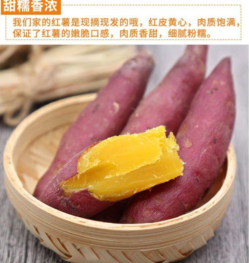 沙土地种植日本进口高端品种玛莎莉红薯，果型漂亮，价格美丽