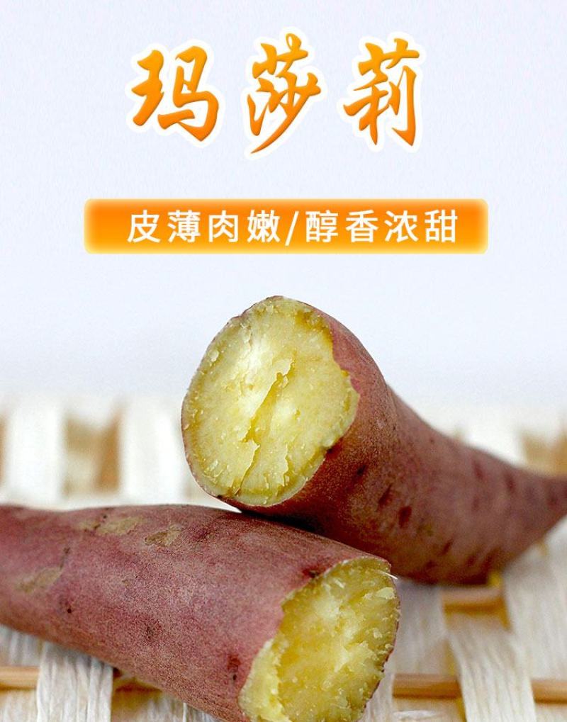 沙土地种植日本进口高端品种玛莎莉红薯，果型漂亮，价格美丽