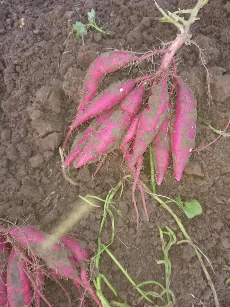 沙土地种植日本进口高端品种玛莎莉红薯，果型漂亮，价格美丽