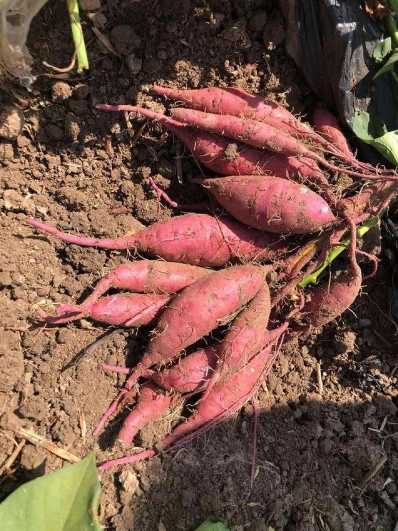 沙土地种植日本进口高端品种玛莎莉红薯，果型漂亮，价格美丽