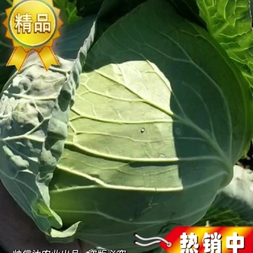 奥奇娜包菜产地直销货源充足2-5斤市场货.5-8斤工厂货