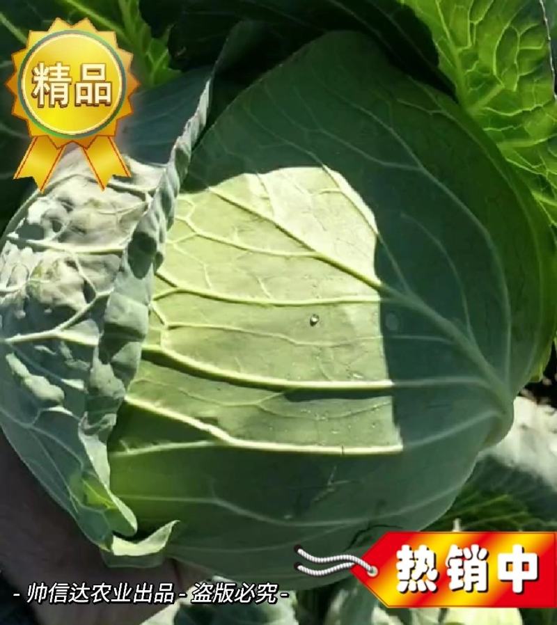 奥奇娜包菜产地直销货源充足2-5斤市场货.5-8斤工厂货