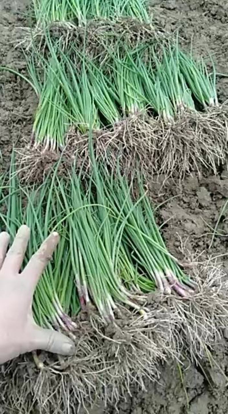 元葱苗