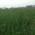 元葱苗