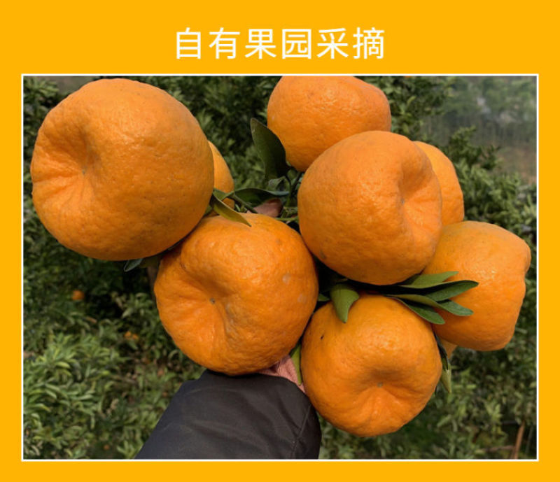 四川正宗椪柑柑橘橘子新鲜水果现摘台碰产地直发一手货源