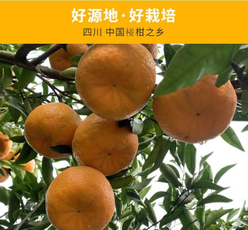 四川正宗椪柑柑橘橘子新鲜水果现摘台碰产地直发一手货源