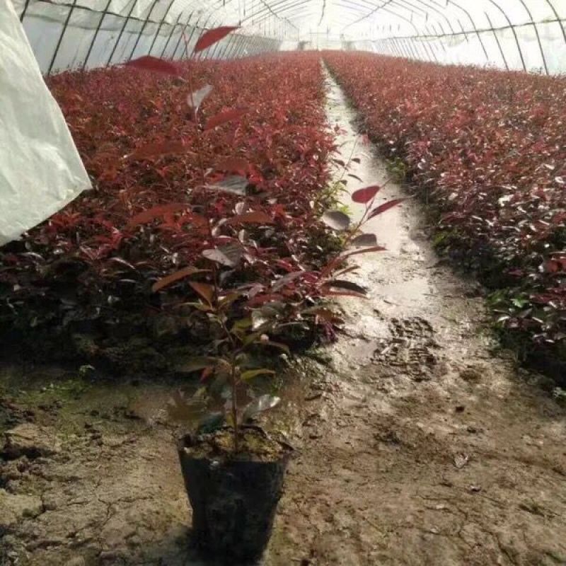 紫叶李树苗庭院工程绿化行道树苗木红叶李树苗园林绿化苗