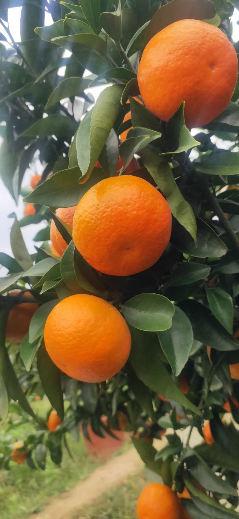 《东江湖精品特早蜜橘》诚信为本，互利互赢