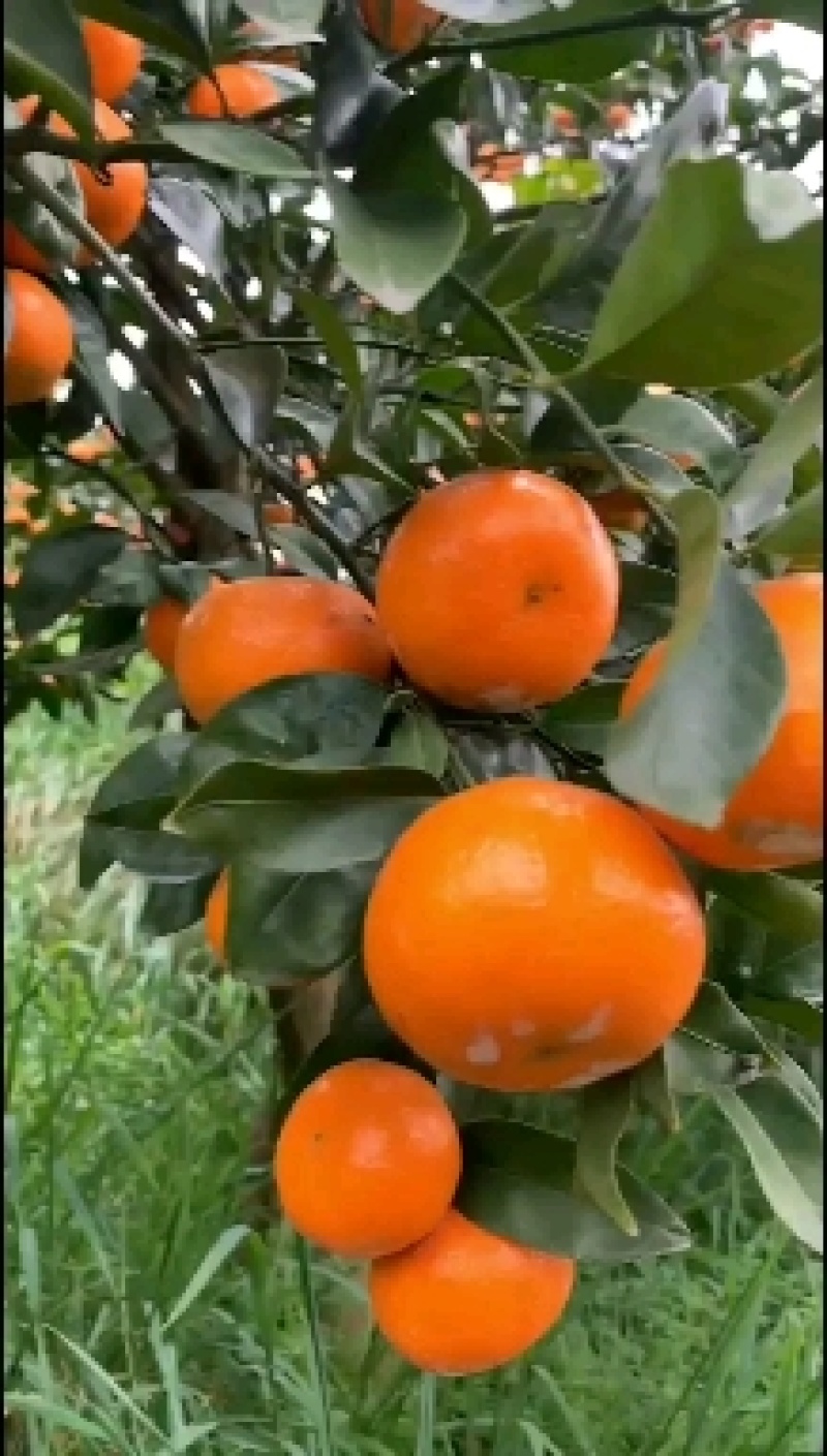 《东江湖精品特早蜜橘》诚信为本，互利互赢