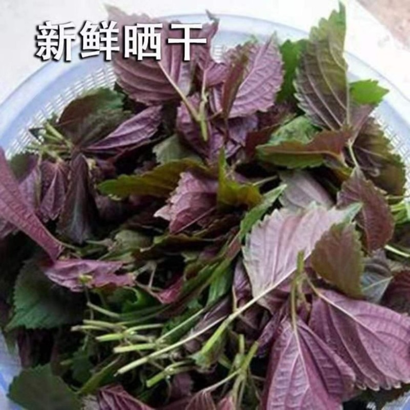 紫苏叶紫苏叶干货去腥中药材散装批发
