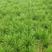 玉龙草麦冬草苗四季日本矮细叶工程高园林绿化植物
