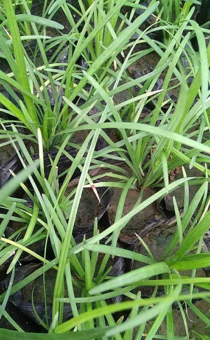 玉龙草麦冬草苗四季日本矮细叶工程高园林绿化植物