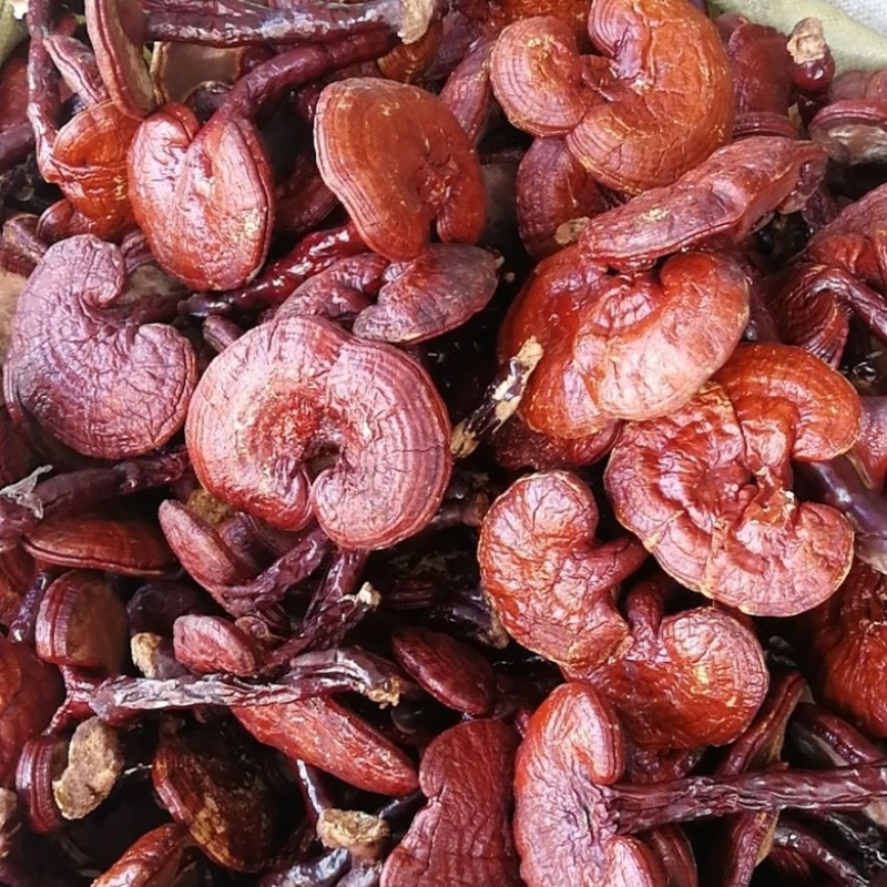 神农架野生灵芝整体紫灵芝茶干货灵芝赤灵芝整个正品
