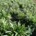金边麦冬草阔叶苗耐阴耐寒四季常青庭院盆栽植物常绿室外绿化
