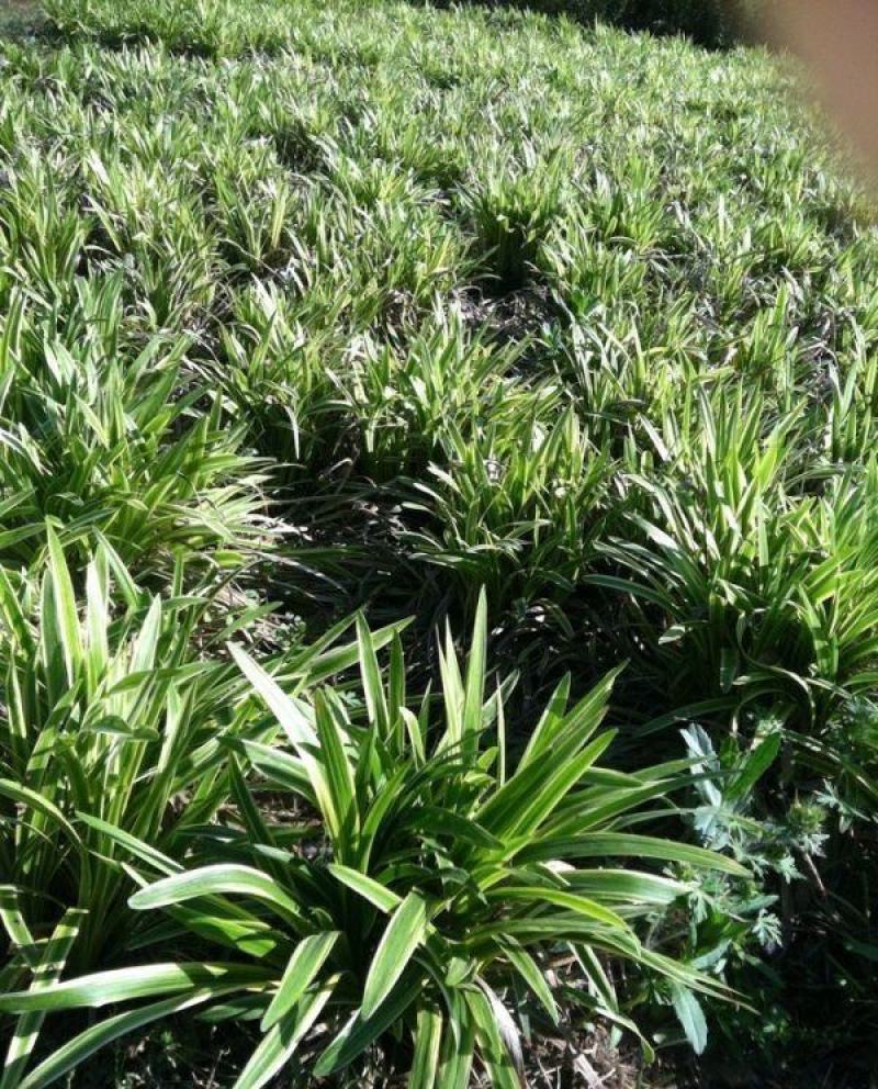 金边麦冬草阔叶苗耐阴耐寒四季常青庭院盆栽植物常绿室外绿化