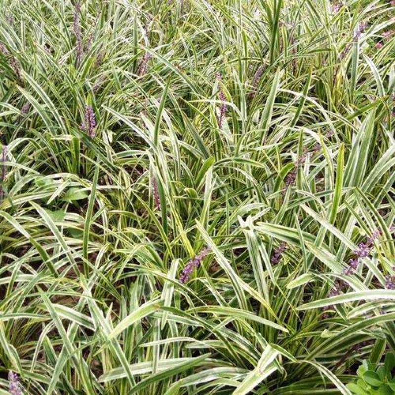 金边麦冬草阔叶苗耐阴耐寒四季常青庭院盆栽植物常绿室外绿化