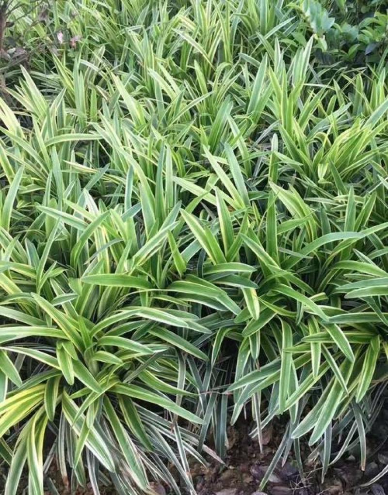 金边麦冬草阔叶苗耐阴耐寒四季常青庭院盆栽植物常绿室外绿化
