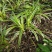 金边麦冬草阔叶苗耐阴耐寒四季常青庭院盆栽植物常绿室外绿化