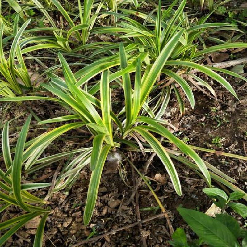 金边麦冬草阔叶苗耐阴耐寒四季常青庭院盆栽植物常绿室外绿化