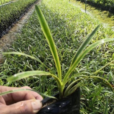 金边麦冬草阔叶苗耐阴耐寒四季常青庭院盆栽植物常绿室外绿化